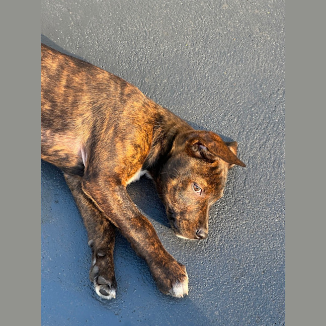 Photo of Ruby ❤️