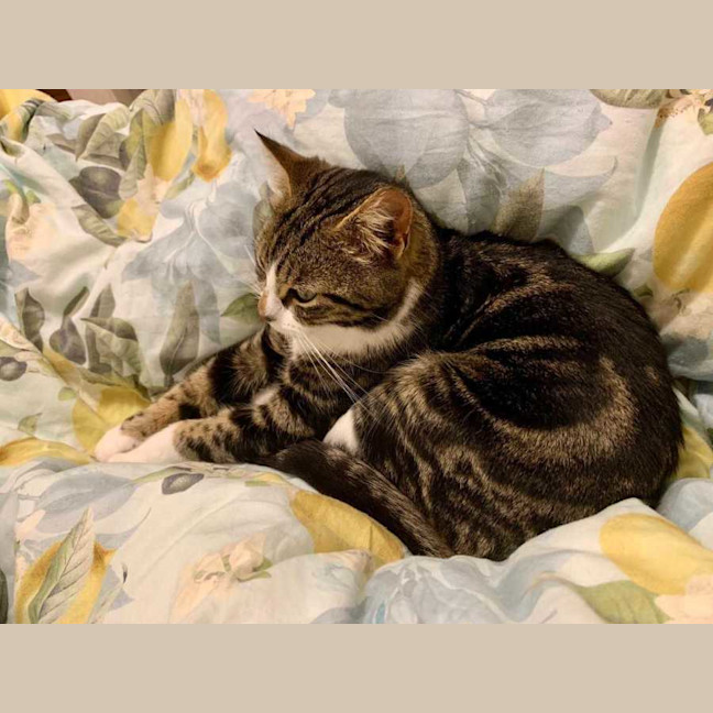 Photo of Maple