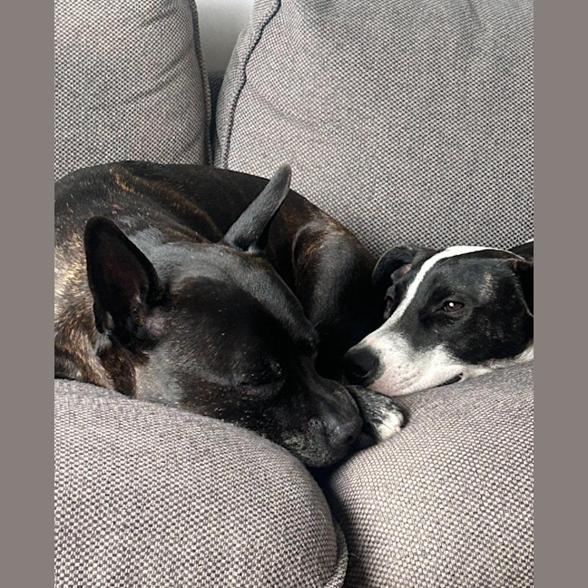 Photo of Comet