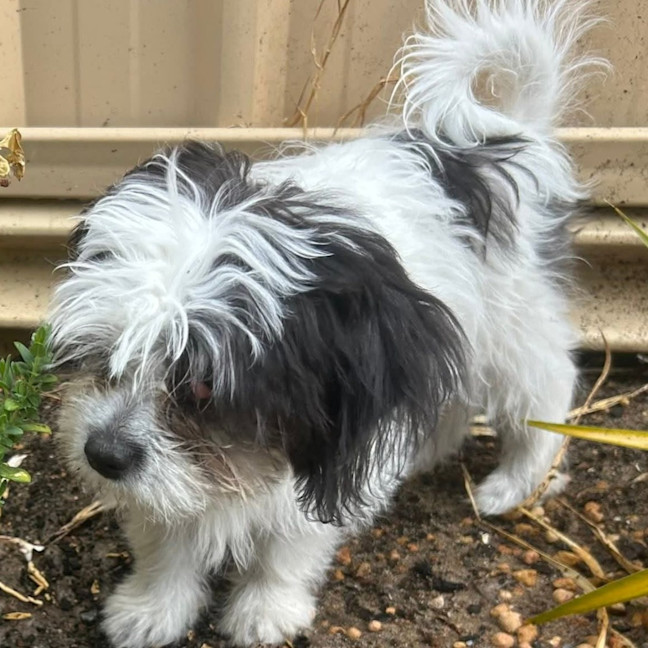 Photo of Phoebe