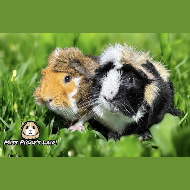 Photo of Kit Kat And Goku