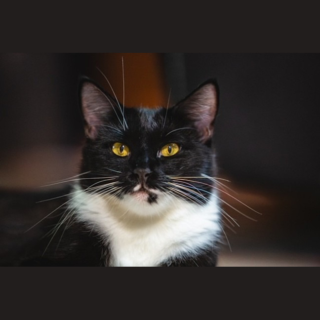 Photo of Sheba