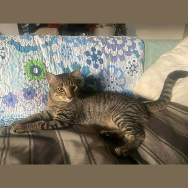Photo of Tigger