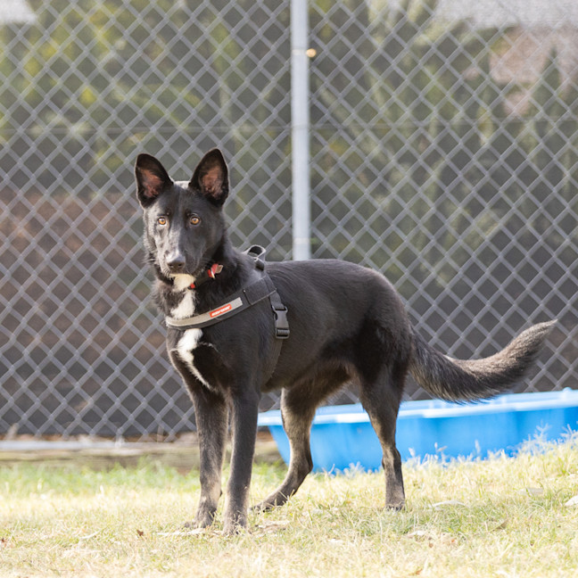 Photo of Cherry 