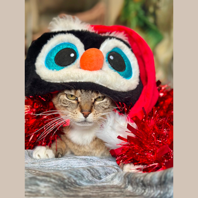 Photo of Puss