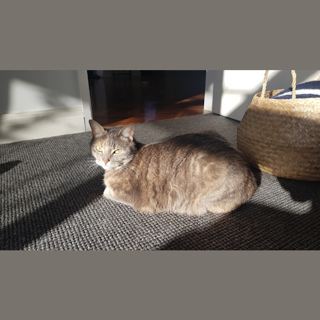Photo of Sage
