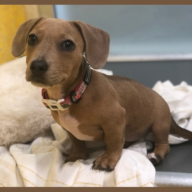 Photo of Ruby