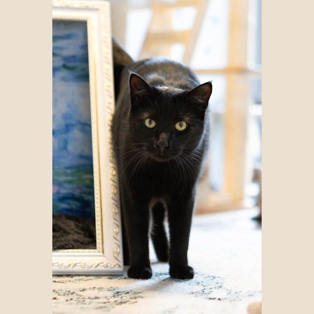 Photo of Miles Davis