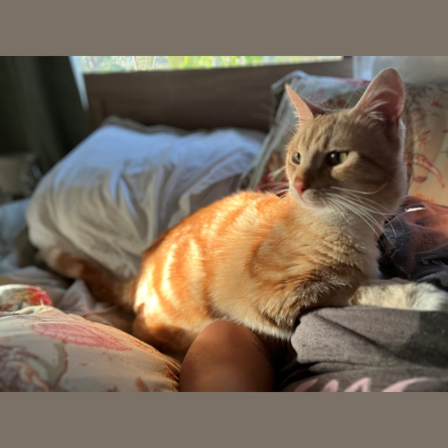 Photo of Nemo