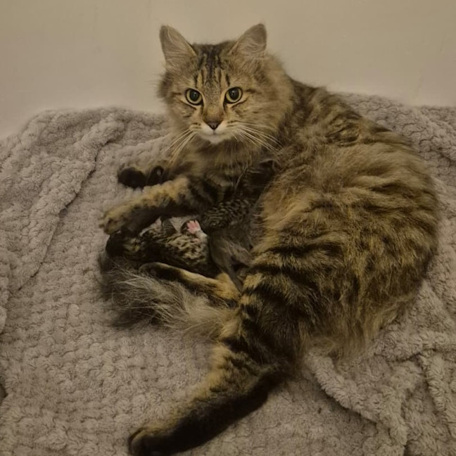 Photo of Winston