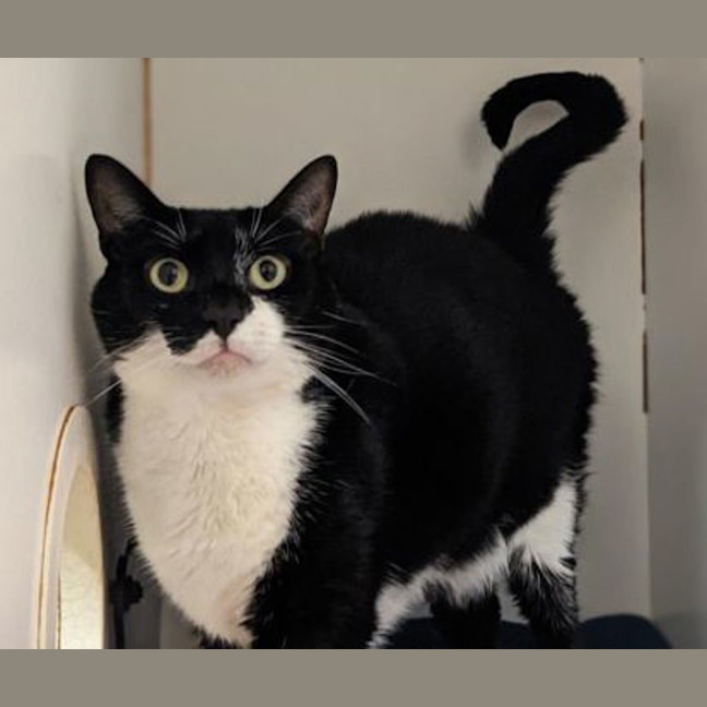 Photo of Figaro Steven