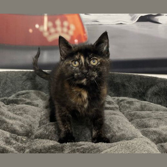 Photo of Tootsie