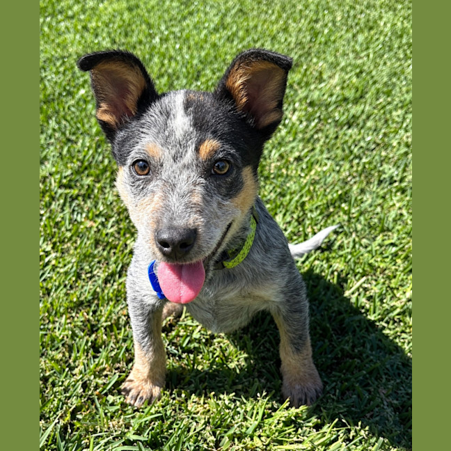 Photo of Dixie   13 Week Old Cattle Dog
