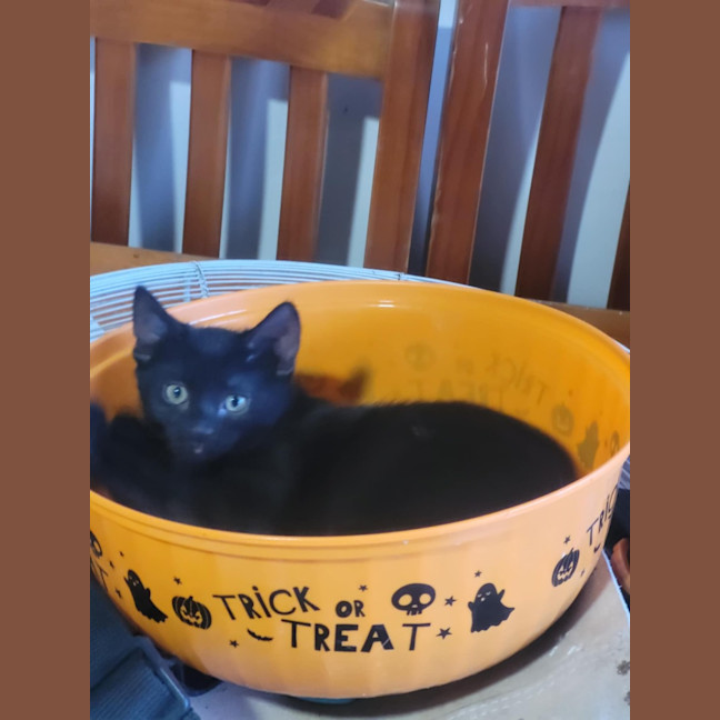 Photo of Sabrina *9 Lives Project Rescue*