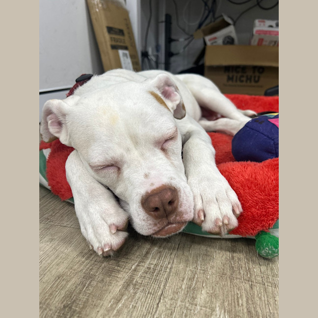Photo of Polka