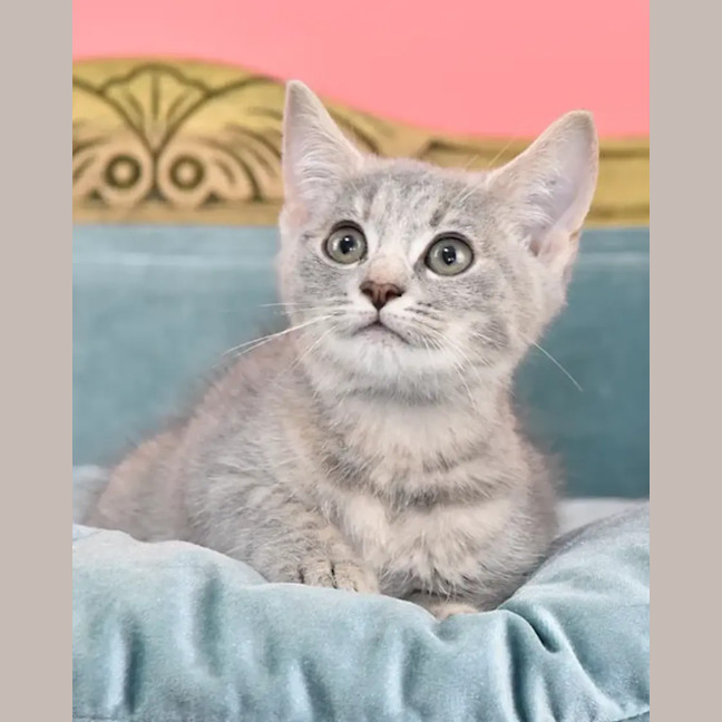 Photo of Toffee