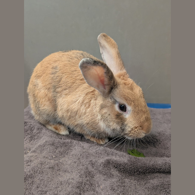Photo of Waffles