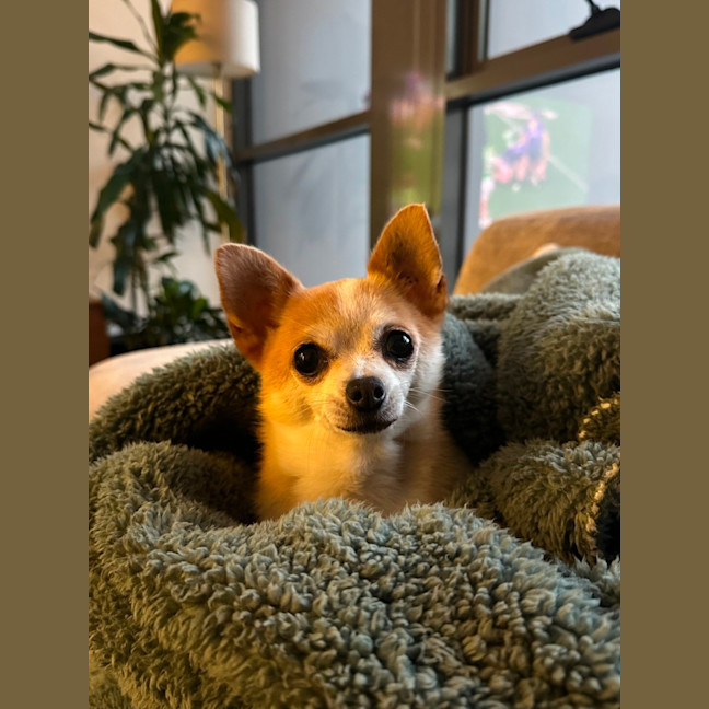 Photo of Mini