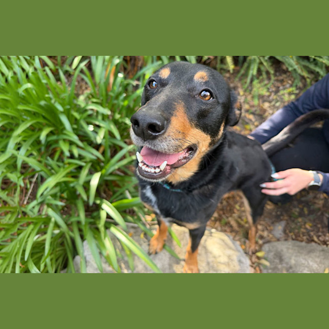 Photo of Banjo