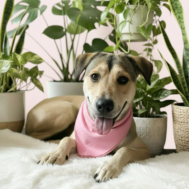 Photo of Poppy