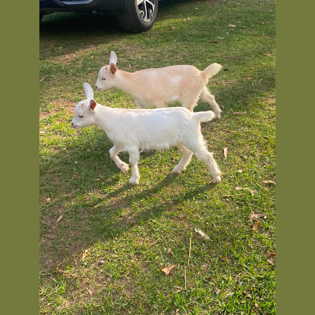 Photo of Molly And Biscuit