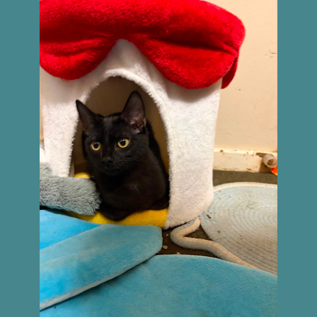 Photo of Onyx