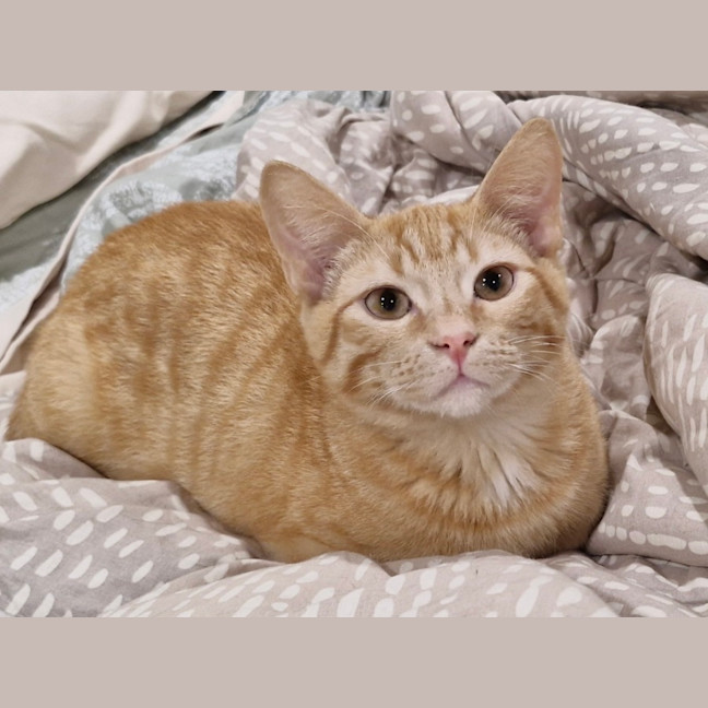 Photo of Taco (& Nacho)