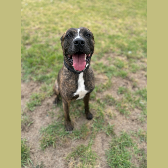 Photo of Boomer
