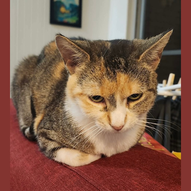 Photo of Peach