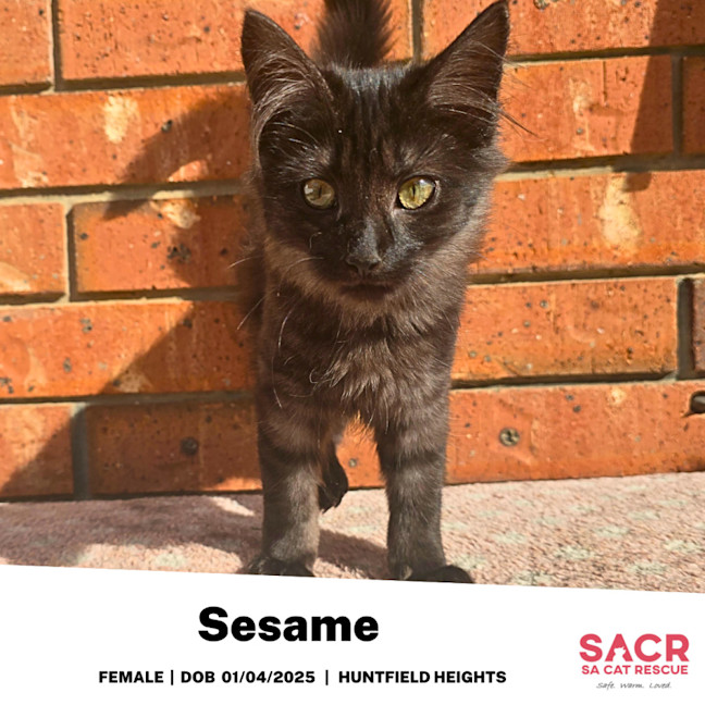 Photo of Sesame