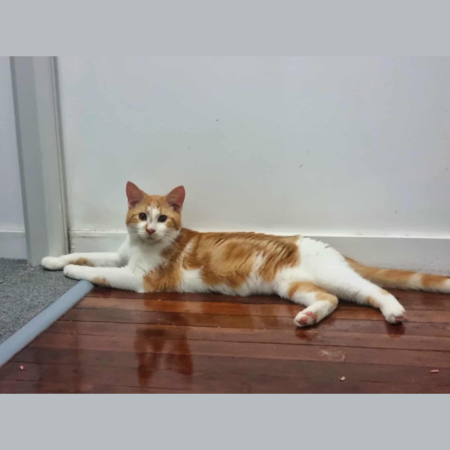 Photo of Rastus
