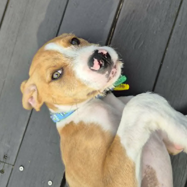 Photo of Sparky