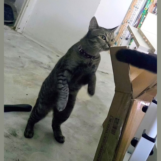 Photo of Pip
