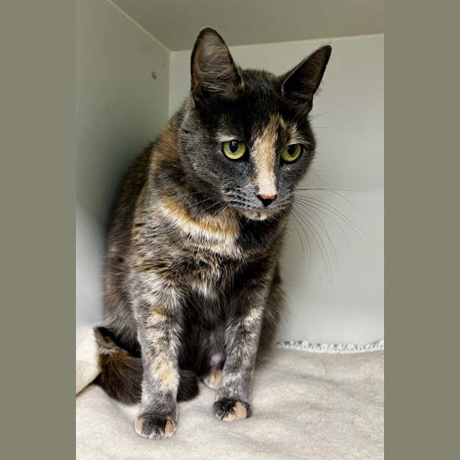 Photo of Lulu (Bonded To Koda)