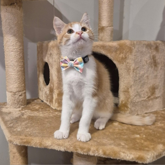 Photo of Rusty