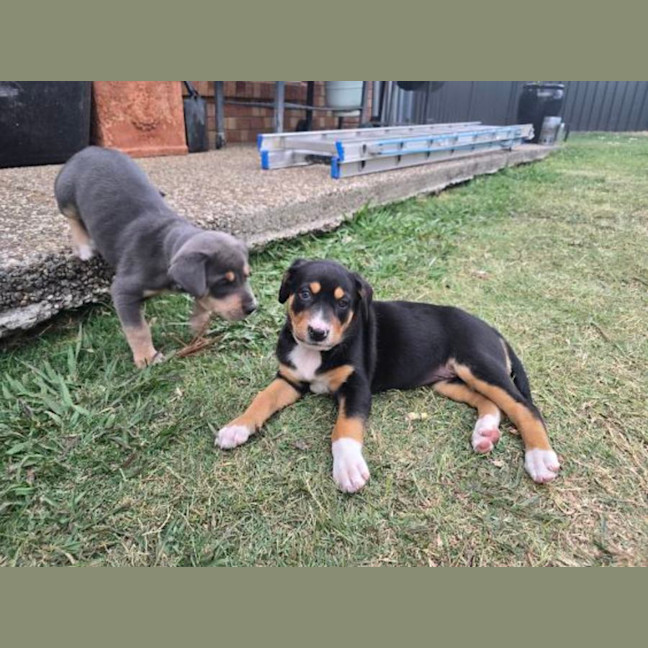 Photo of Koa