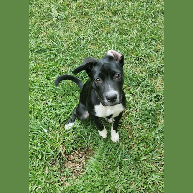 Photo of Poppy