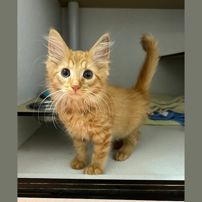 Photo of Mango