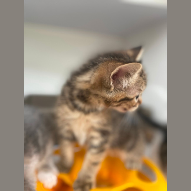 Photo of Moscow (9952)