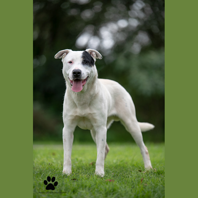 Photo of Pirate