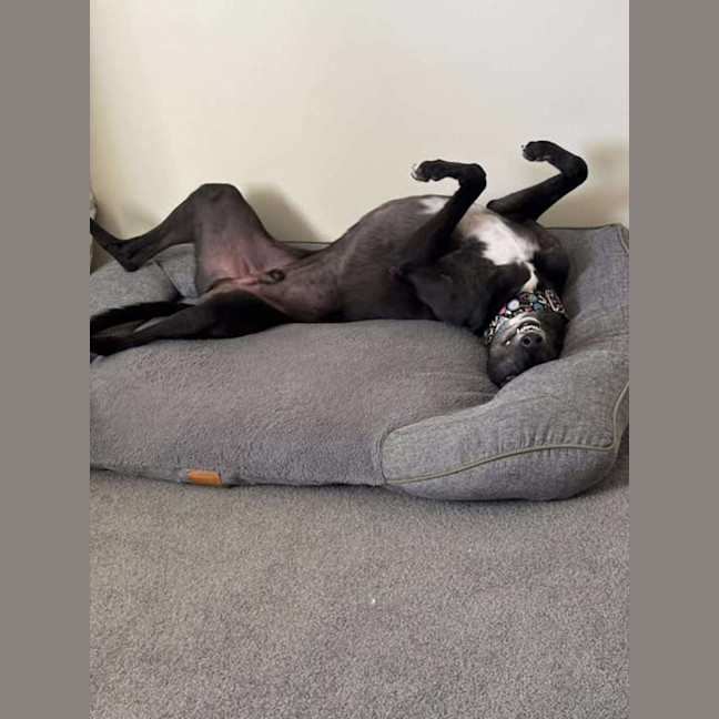 Photo of Panda, The Greyhound