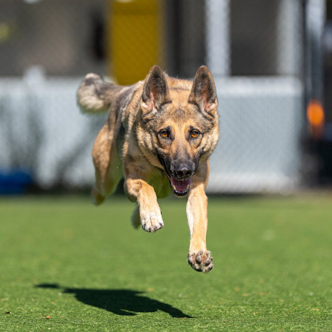 Photo of Stella Imp 10