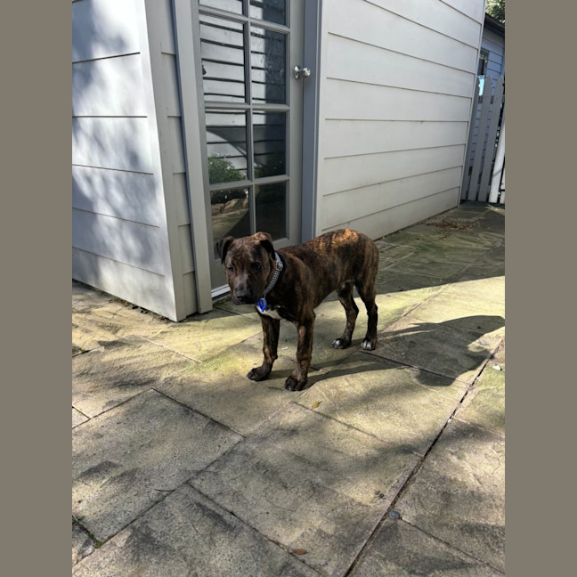 Photo of Alice   4 Month Old American Staffy X (Trial)