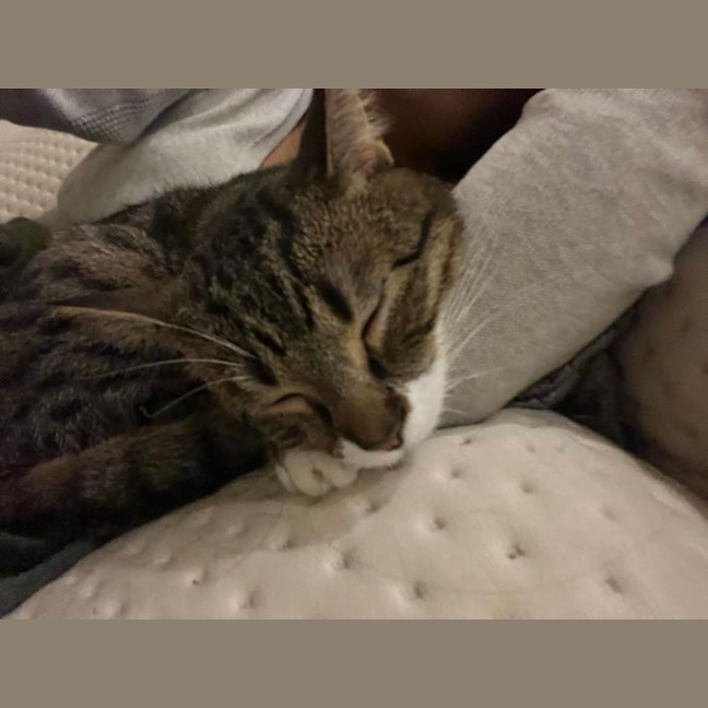 Photo of Aura * 9 Lives Project Rescue*
