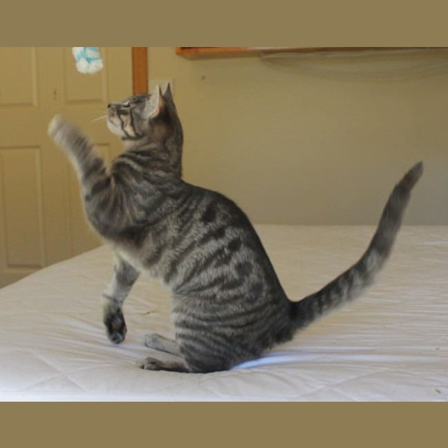 Photo of Orion