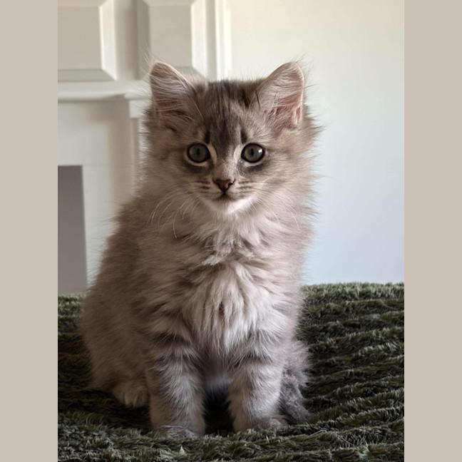 Photo of Boo