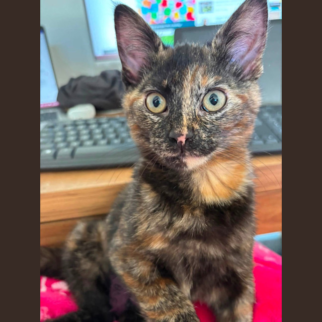 Photo of Marble