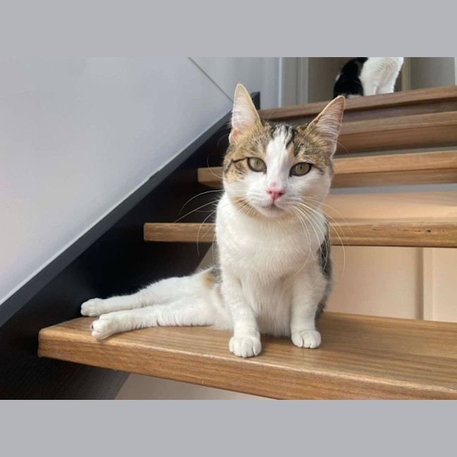 Photo of Miso   In Foster Care In Macleod
