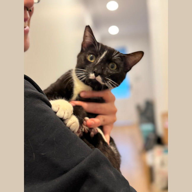 Photo of Mickey Mouse