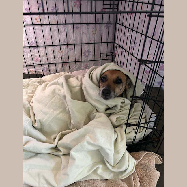 Photo of Bubba
